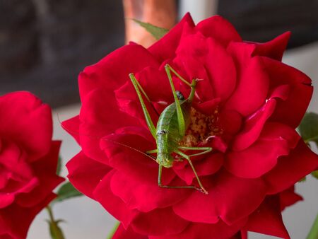 Meadow Grasshopper (Chorthippus parallelus). Macro photograph of a brown grasshopper sitting on rose flower. Macro, shallow depth of fieldの写真素材