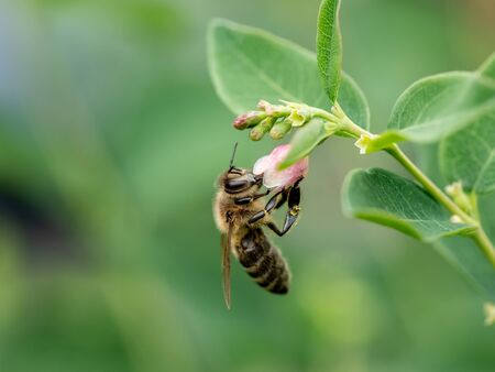 Macro photo of Bee collecting  pollen in nature. Shallow depth of field