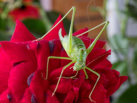 Meadow Grasshopper (Chorthippus parallelus). Macro photograph of a brown grasshopper sitting on rose flower. Macro, shallow depth of fieldの写真素材