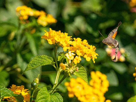 Hummingbird Hawk Moth (Macroglossum stellatarum) sucking nectar from wildflower. 
