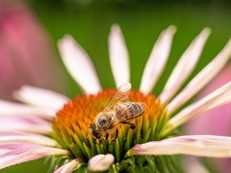 Macro photo of Bee collecting  pollen in nature. Shallow depth of field