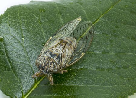 Close-up of  Cicada resting on a green leaf.Macro shotの写真素材
