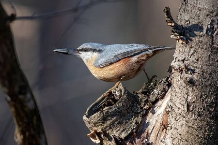 Close up picture of Eurasian nuthatch (Sitta europaea) の写真素材