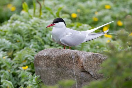 The Arctic tern (Sterna paradisaea) is a long-distance migrant, making a staggering annual round-trip from its Arctic or northern temperate breeding range to the Antarctic where it spends winterの写真素材
