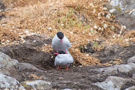 Mating Arctic tern (Sterna paradisaea) in nature.