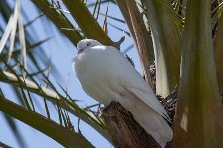 White pigeon. Beautiful pigeon on palm tree close up. City birds.