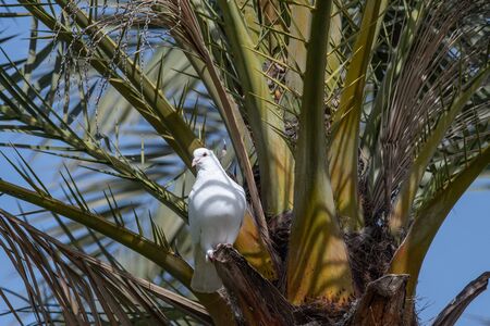 White pigeon. Beautiful pigeon on palm tree close up. City birds.の写真素材