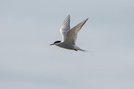 The Arctic tern (Sterna paradisaea) is a long-distance migrant, making a staggering annual...