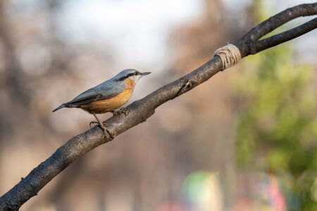 Close up picture of Eurasian nuthatch (Sitta europaea) の写真素材