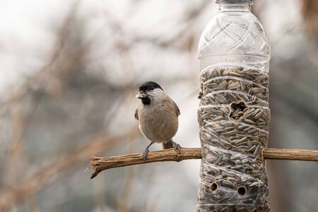 Marsh tit (Poecile palustris)  taking nuts from bird feeder