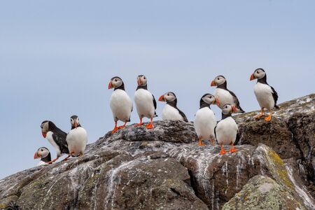 Atlantic Puffins (Fratercula arctica), on cliffâs edge at Isle of May, Scotland.の写真素材