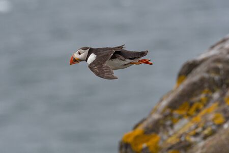Puffin (Fratercula arctica) flying back to nesting colony