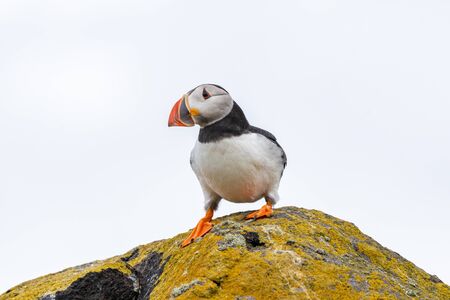 Atlantic Puffin (Fratercula arctica) at isle of May,Scotland