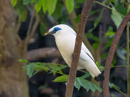 Bali Myna (Leucopsar rothschildi) the national symbol of the Island of Bali.