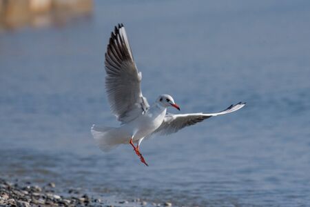 Flying seagull on a background of blue sky