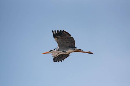 Gray heron (Ardea cinerea)  flying above river.  Wildlife in natural habitatの写真素材
