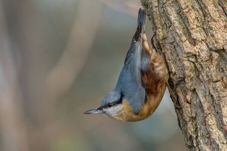 Eurasian Nuthatch Sitta europaea in the autumn, sitting on a tree trunk.の写真素材