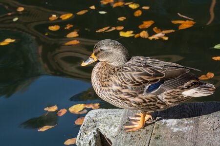 Female Mallard duck, mallard, eurasian wild duck, Anas platyrhynchos