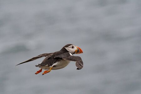 Puffin (Fratercula arctica) flying back to nesting colonyの写真素材