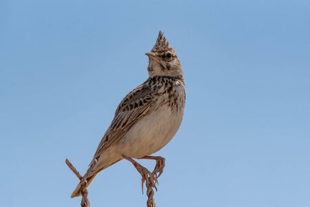 The Crested Lark is well distinguished from other larks by the larger size and quite large crest on the head. Adult males and females are similar on colorの写真素材