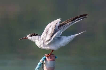 Close up portrait of Common tern (sterna hirundo) in Danube Delta Romaniaの写真素材