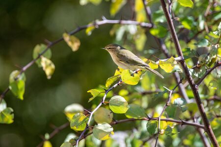 Common chiffchaff (Phylloscopus collybita) on tree in the gardenの写真素材