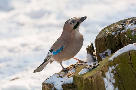 Portrait of standing Eurasian Jay - Garrulus glandarius. Bird in the crow familyの写真素材