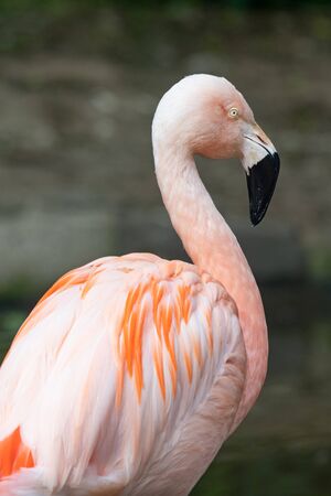 Close up of a pink chilean flamingo (Phoenicopterus chilensis) in profileの写真素材