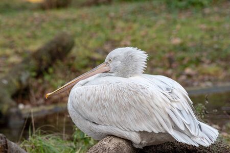 Dalmatian pelican (Pelecanus crispus) shot  at lake Kerkini in Greece. Wildlife in natural habitatの写真素材