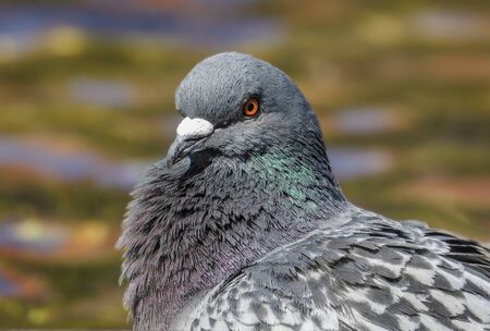 Pigeon. Dove. The large bird genus Columba comprises a group of medium to large stout-bodied pigeons, often referred to as the typical pigeonsの写真素材
