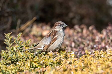 Beautiful little sparrow bird in natural background. Generally, sparrows are small, plump, brown-grey birds with short tails and stubby, powerful beaks.の写真素材