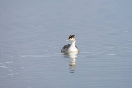 The Great Crested Grebe is a medium to large aquatic bird, and is the largest of the grebes.
