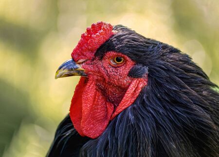 Close up of a farm chicken. This chicken has a light or dark black colour feathers