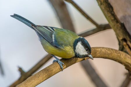 The great tit (Parus major) is a passerine bird in the tit family Paridae