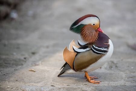 Closeup male mandarin duck on the groundの写真素材