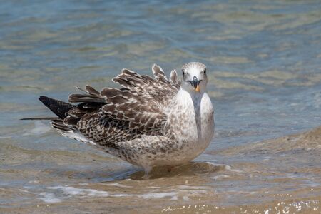 Portrait of Juvenile yellow-legged gull (Larus michahellis) bird in natural environment