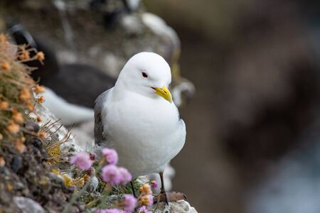 Kittiwake (Rissa tridactyla) on the cliffs of the Isle of May