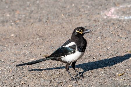 Eurasian magpie (pica pica) Nature and wild bird image.の写真素材