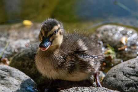 Close up of a newborn Mallard Duck chick (Anas platyrhynchos)