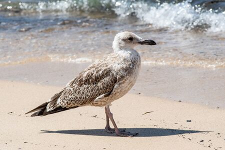 Portrait of Juvenile yellow-legged gull (Larus michahellis) bird in natural environmentの写真素材