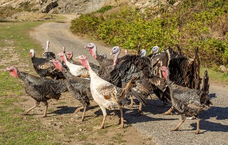 Meleagris gallopavo - domestic Turkey, links to christmas and thanksgiving celebrations