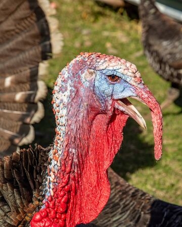 Meleagris gallopavo - domestic Turkey, links to christmas and thanksgiving celebrations
