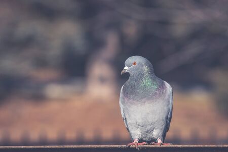 Close-up portrait of beautiful big grey and white grown pigeon with orange eye perching on the edge of brown metal  roofの写真素材