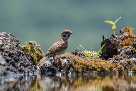 Eurasian tree sparrow (Passer montanus) is a passerine bird in the sparrow family with a rich...