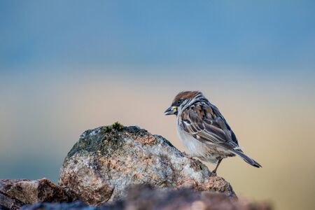 Eurasian tree sparrow (Passer montanus) is a passerine bird in the sparrow family with a rich chestnut crown and nape and black patch on each pure white cheek の写真素材