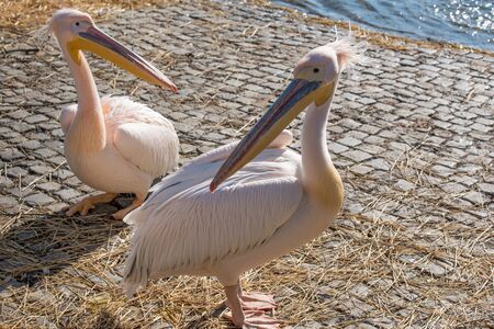 Great white pelican (Pelecanus onocrotalus)の写真素材