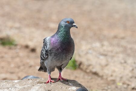 Pigeon. Dove. The large bird genus Columba comprises a group of medium to large stout-bodied...