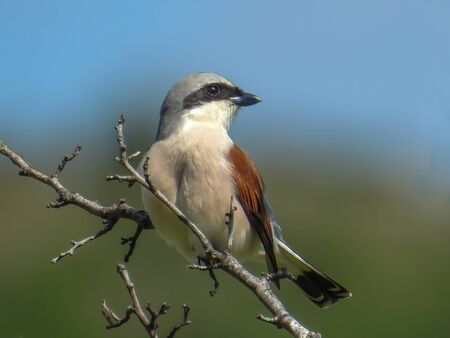 Close up of Red-backed Shrike (Lanius collurio)