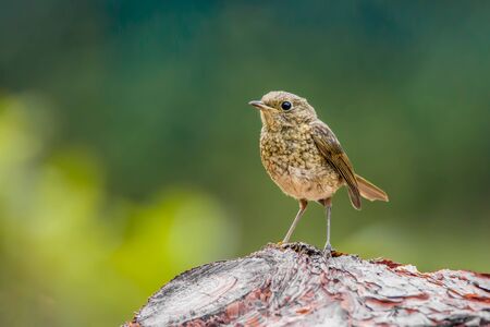 Young European robin (Erithacus rubecula) tweeting on a tree branch in garden.の写真素材