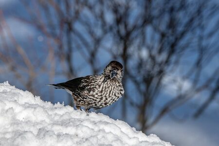 Close up of photo of Spotted Nutcracker (Nucifraga caryocatactes)